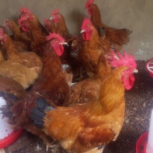 Sasso Cocks/Roosters