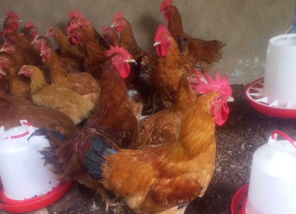 Sasso Cocks/Roosters