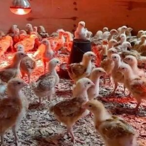 Sasso Chicks (1-4 Weeks Old)