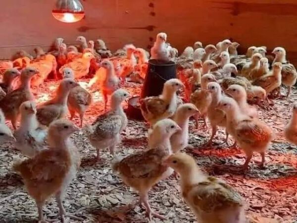 Sasso Chicks (1-4 Weeks Old)